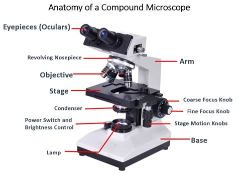 define magnification in microscope|Anatomy of the Microscope .